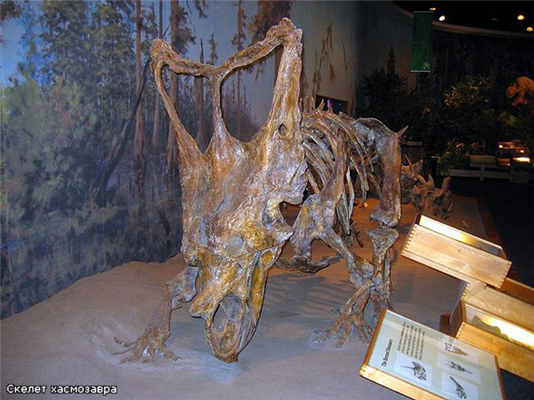 Чувашский национальный музей приглашает на палеонтологическую выставку 